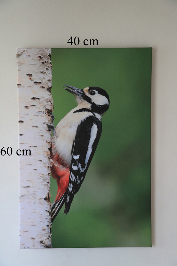 Woodpecker Canvas Print on wall Woodpecker Canvas Print on wall