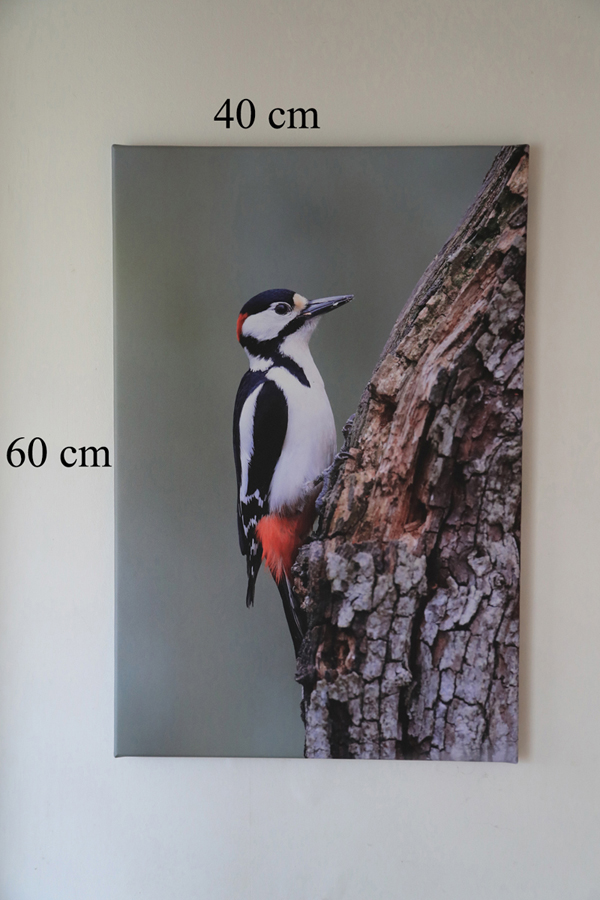 Woodpecker Canvas Print on wall Woodpecker Canvas Print on wall