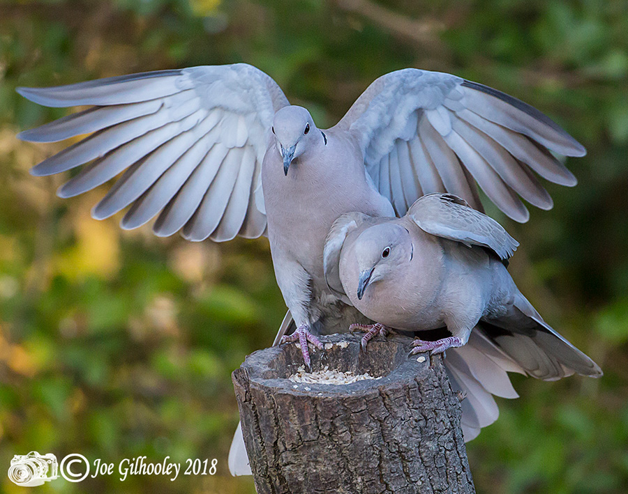 Collared Doves in our Garden