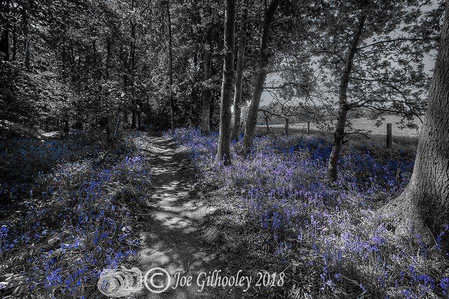 Colour Popping - Bluebell Woods 