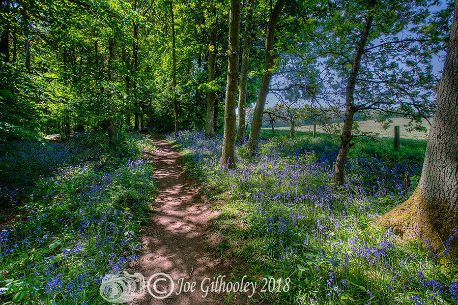 Colour Popping - Bluebell Woods original 
