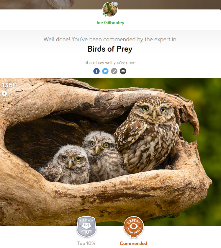 Birds of Prey - Photocrowd Competition
