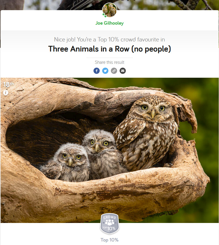18th place out of 1387 entered photographs
Three Little Owls in a row