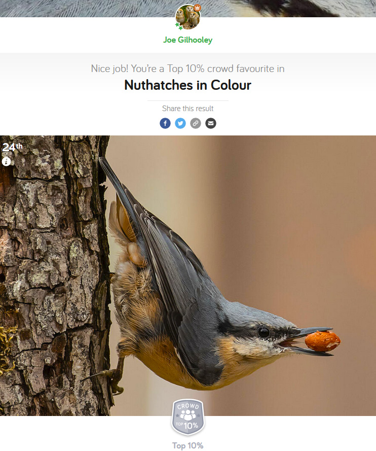 Nuthatches in Colour - Photocrowd Competition