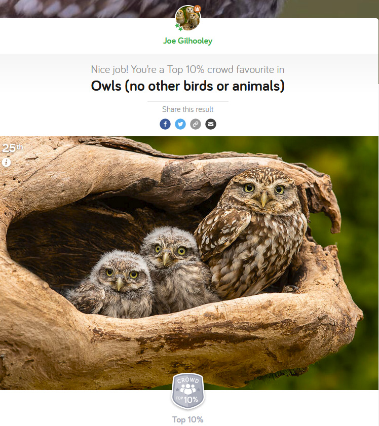 Owls (No other birds or Animals) - Photocrowd Competition