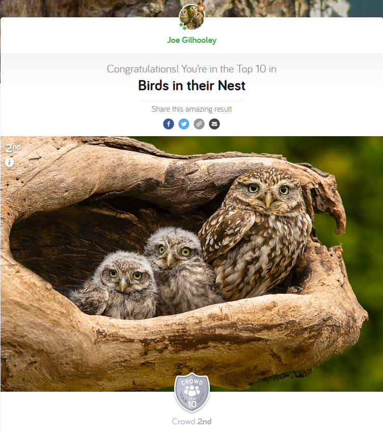 Birds in their Nests - Photocrowd Competition