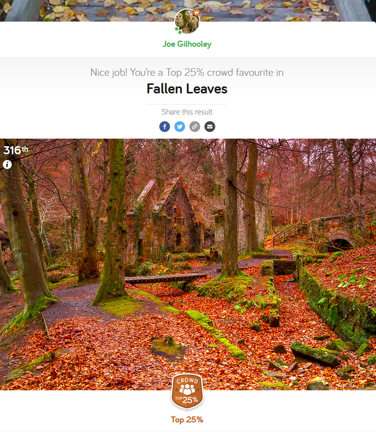 Fallen Leaves - Photocrowd Competition