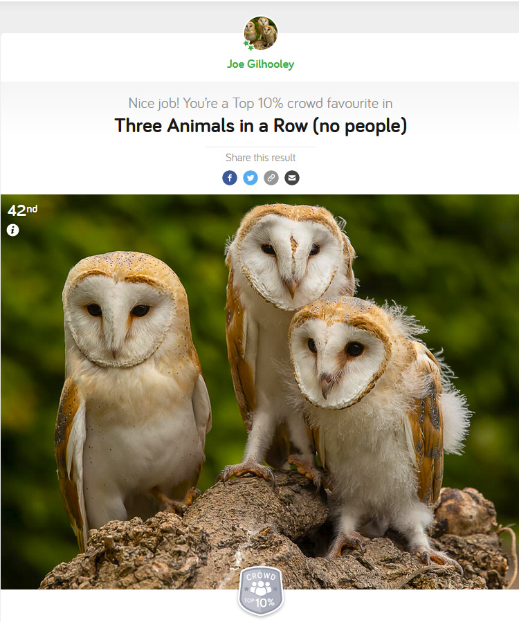 42nd place out of 1387 entered photographs
Three Barn Owls chicks in a row