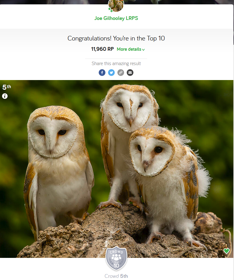 Owls - Photocrowd Competition