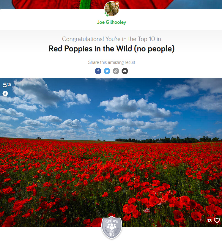 Red Poppies in the Wild - Photocrowd Competition