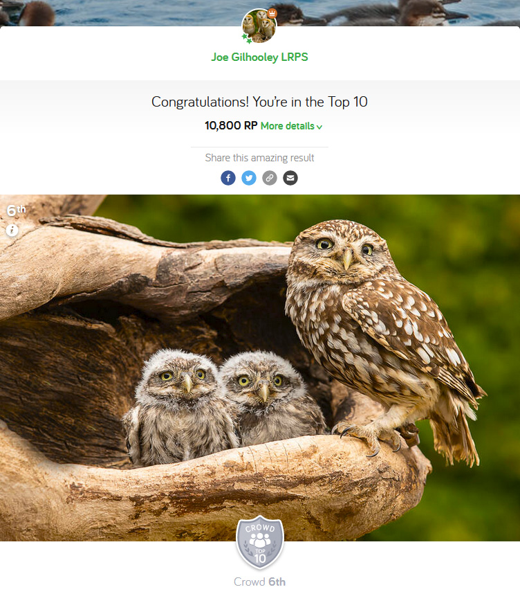 Wild Birds and their Young - Photocrowd Competition