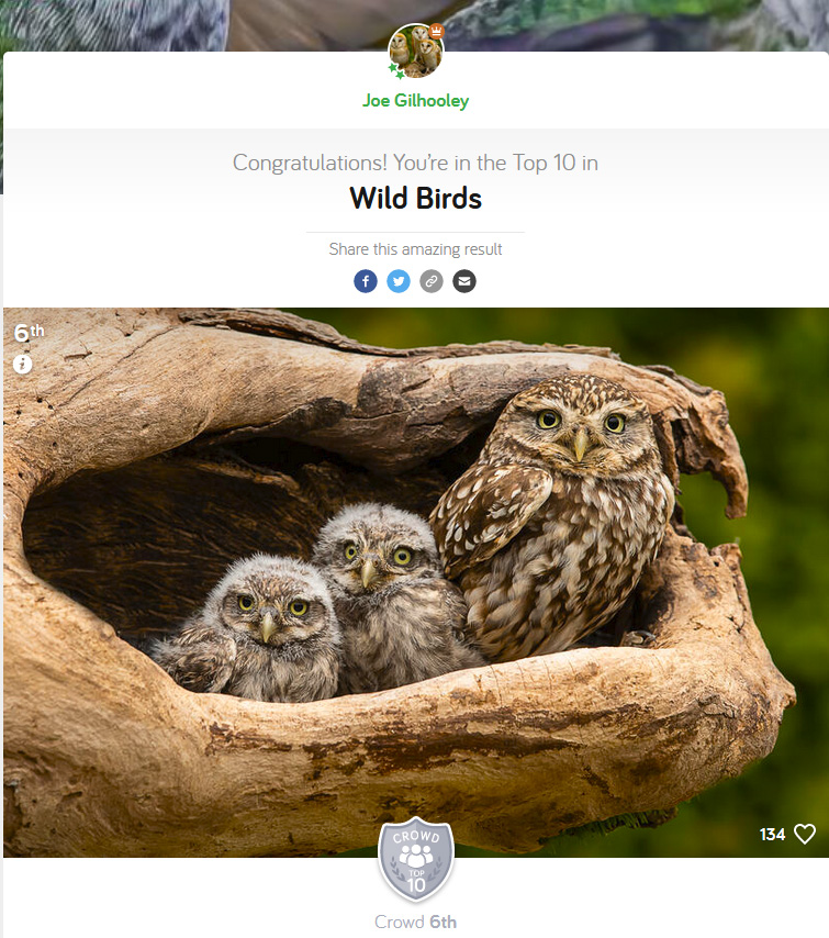 Wild Birds - Photocrowd Competition