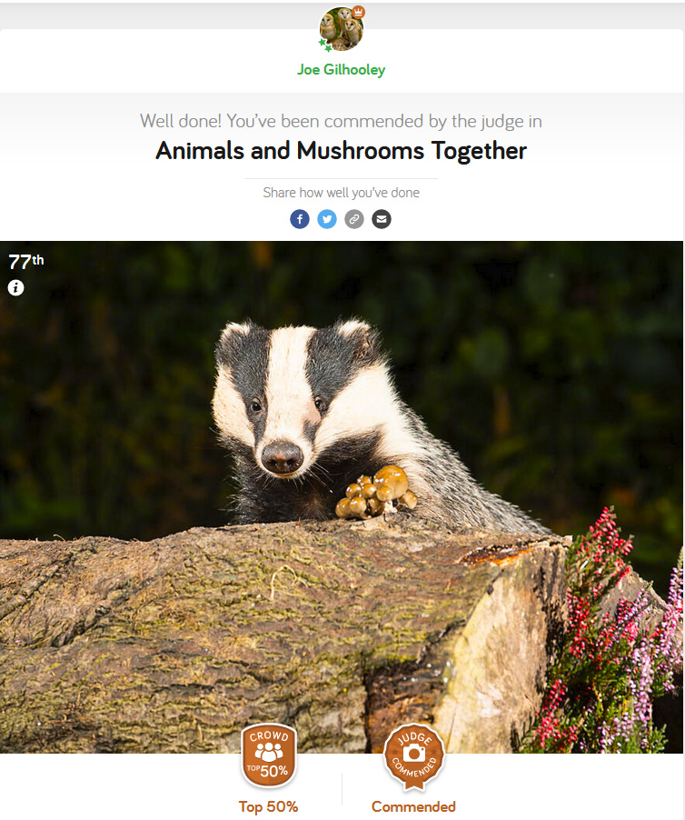 Animals and Mushrooms together - Photocrowd Competition