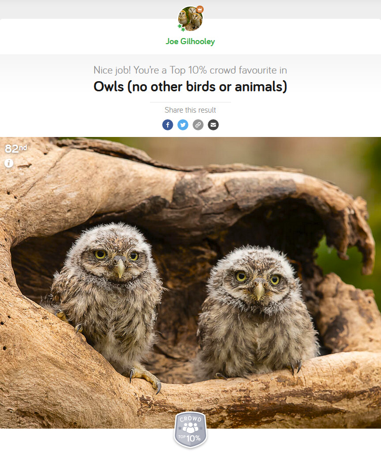 Owls (No other birds or Animals) - Photocrowd Competition