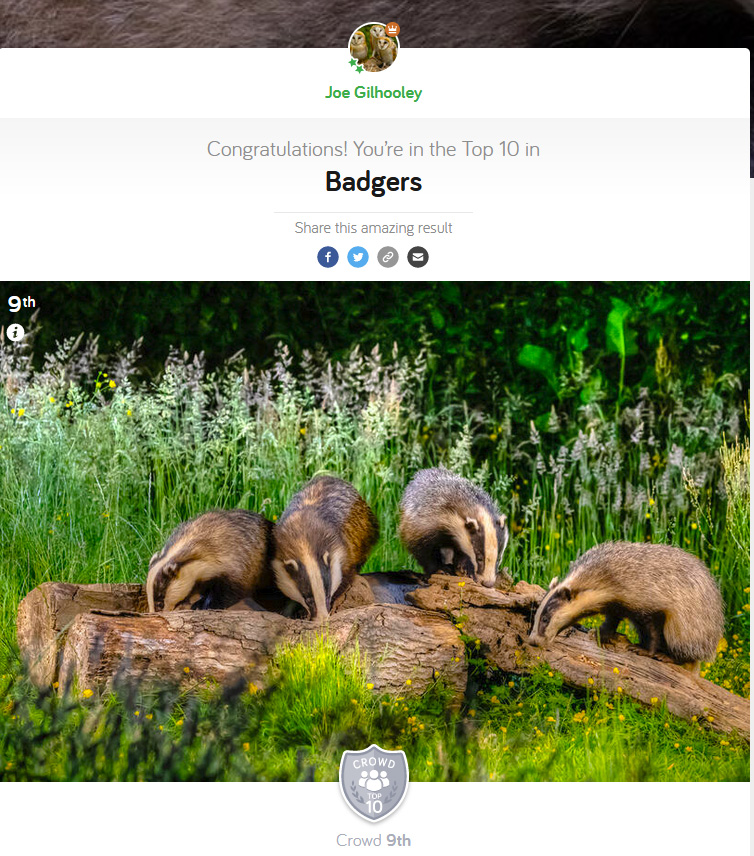 Badgers - Photocrowd Competition