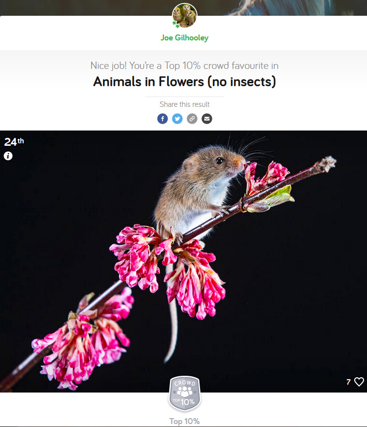 24th place out of 774 entered photographs
Harvest Mouse on a flower 