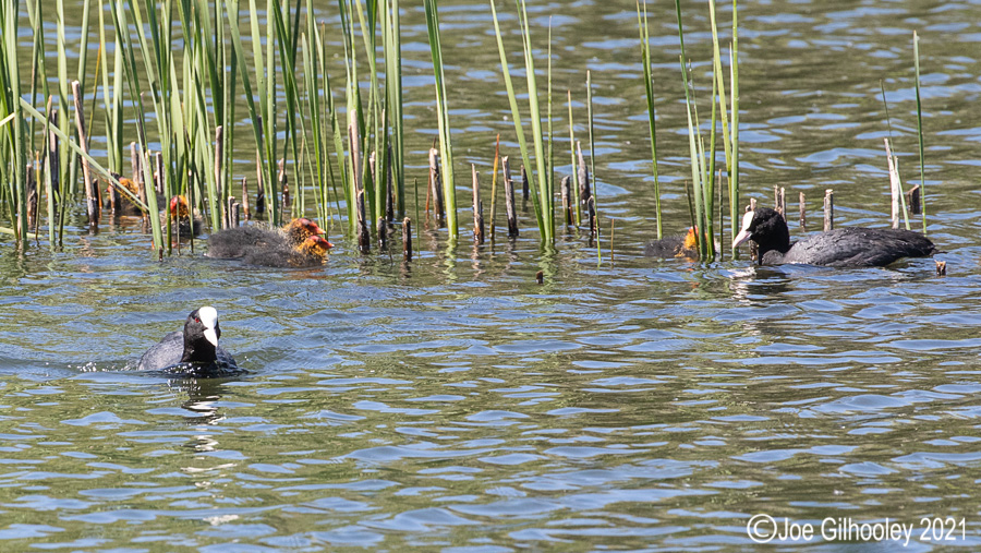 Coots and chicks at Straiton Nature Reserve