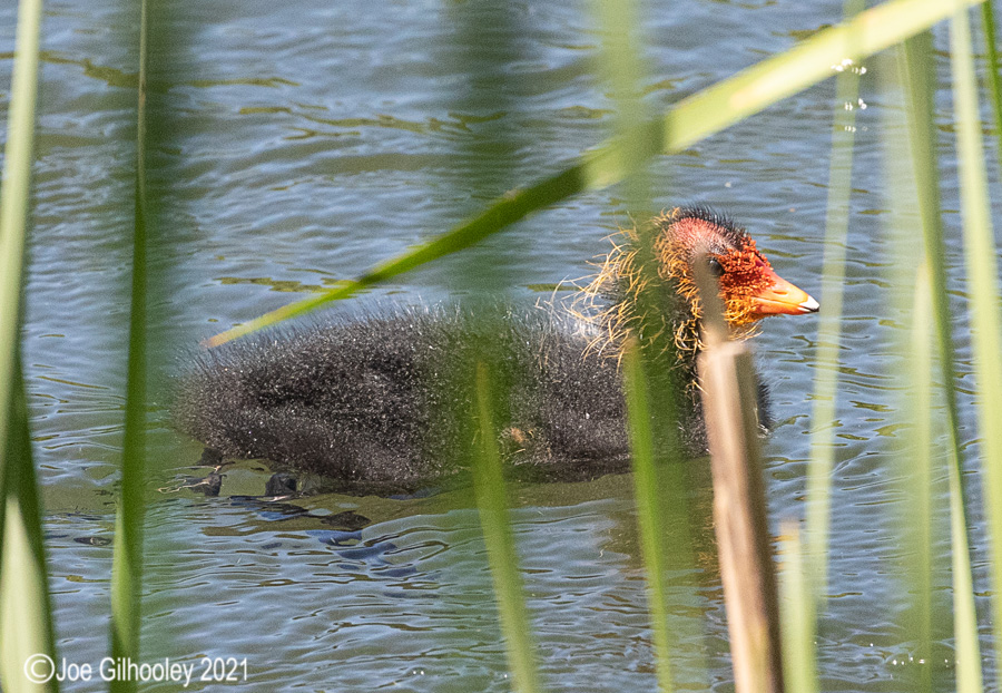 Coots and chicks at Straiton Nature Reserve