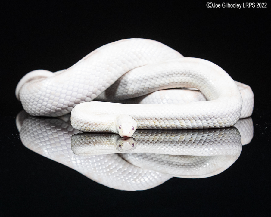 Corn Snake reflections 5th October 2022