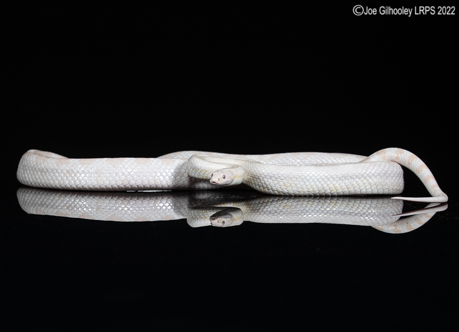 Corn Snake reflections 5th October 2022