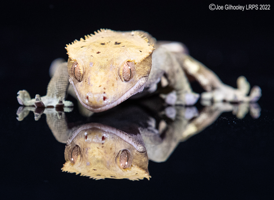 Crested Gecko 5th October 2022