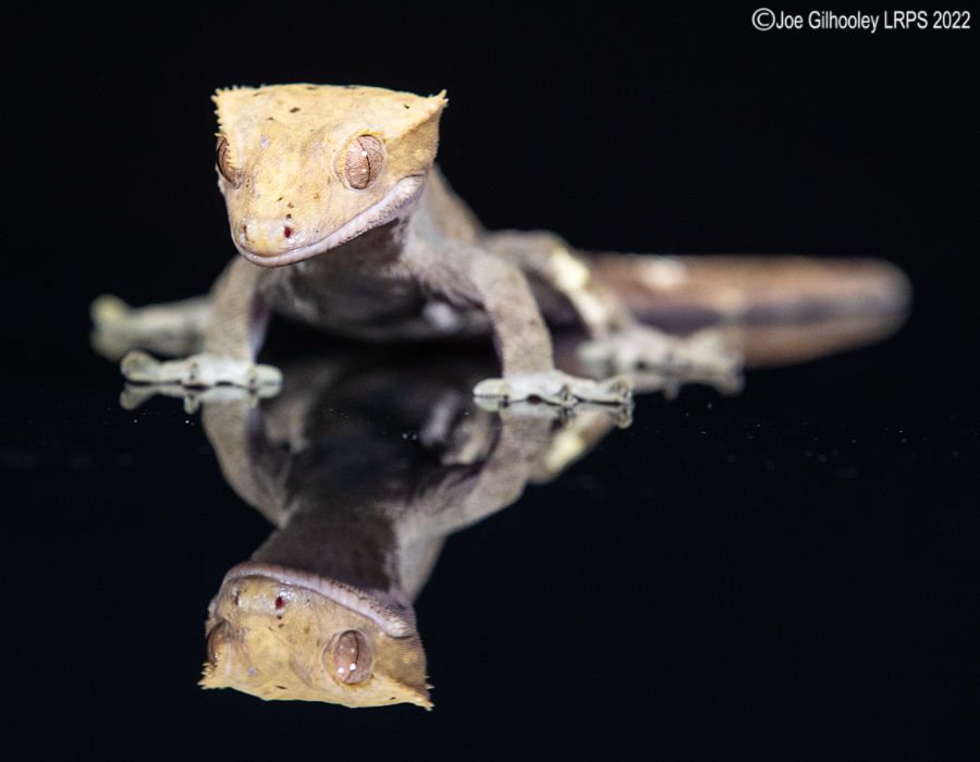Crested Gecko 5th October 2022