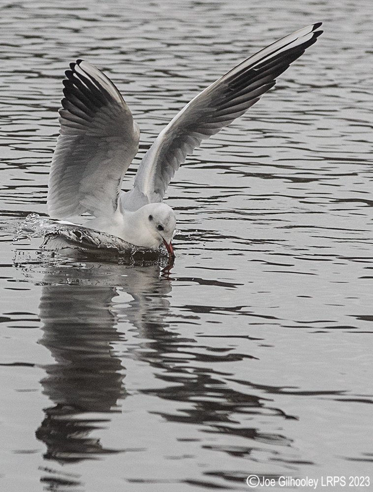 Culzean Castle - Swan Pond
