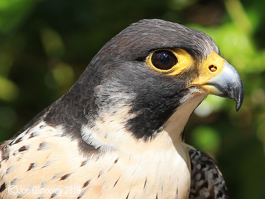 Birds of Prey - Falconry Scotland