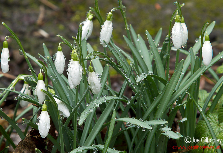 Dean Gardens, Edinburgh - Water droplets on Snowdrops Plant