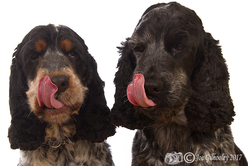 Tess and Millie licking their lips
