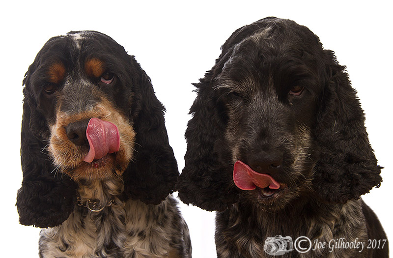 Tess and Millie licking their lips