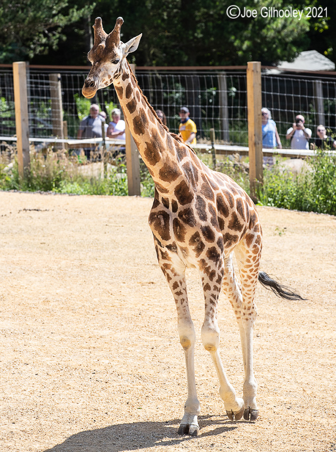 Edinburgh Zoo - Giraffes