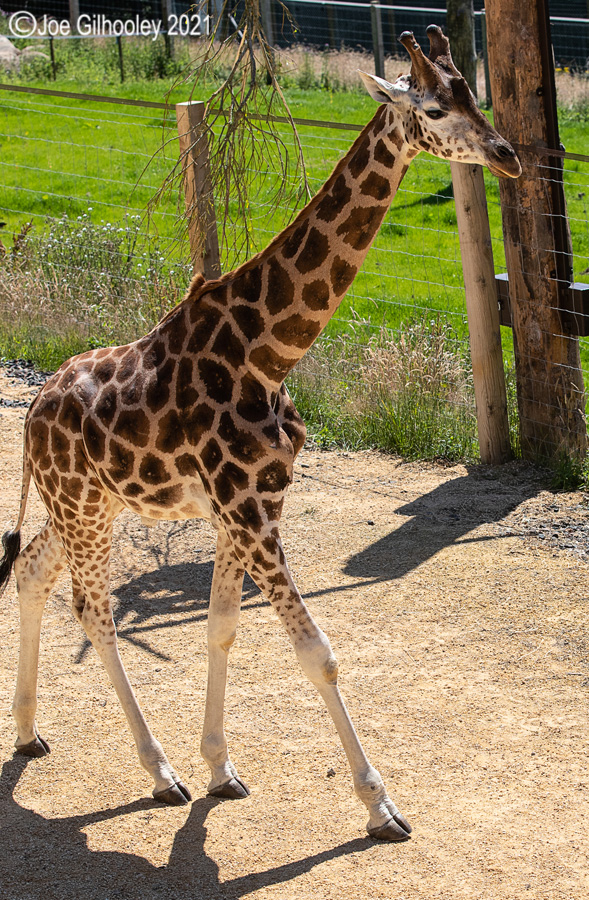Edinburgh Zoo - Giraffes