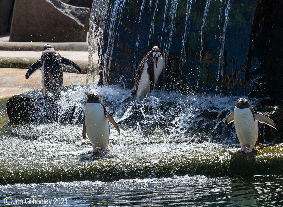 Edinburgh Zoo - Penguins