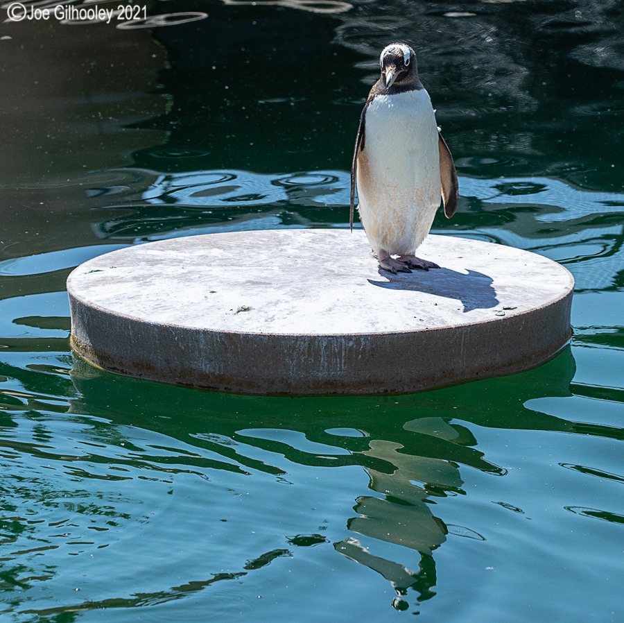Edinburgh Zoo - Penguins