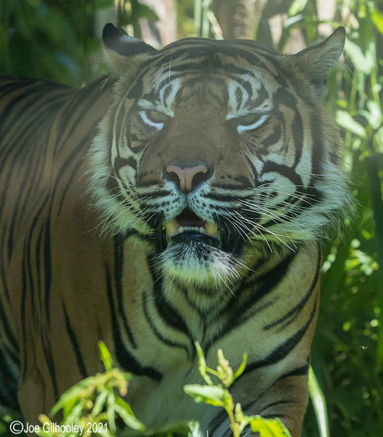 Edinburgh Zoo - Tiger
