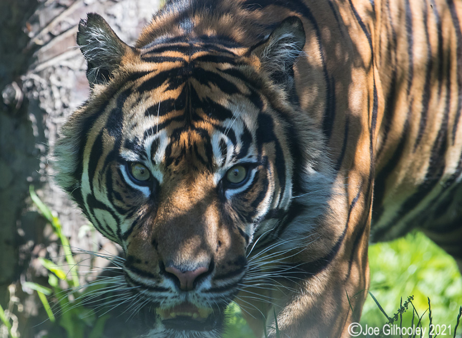 Edinburgh Zoo - Tiger