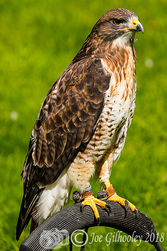 Birds of Prey - Falconry Scotland