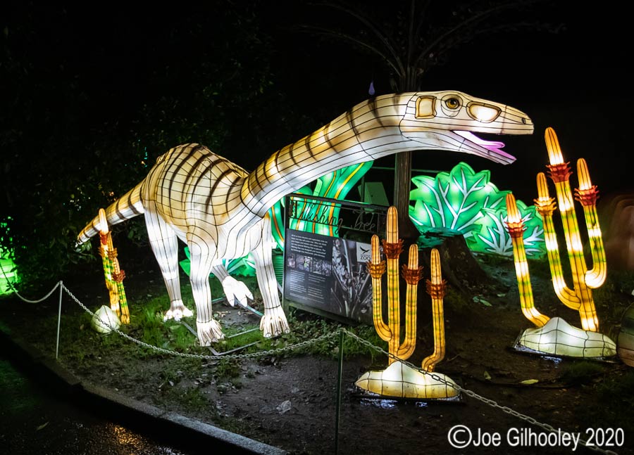 Giant Lanterns Edinburgh Zoo
