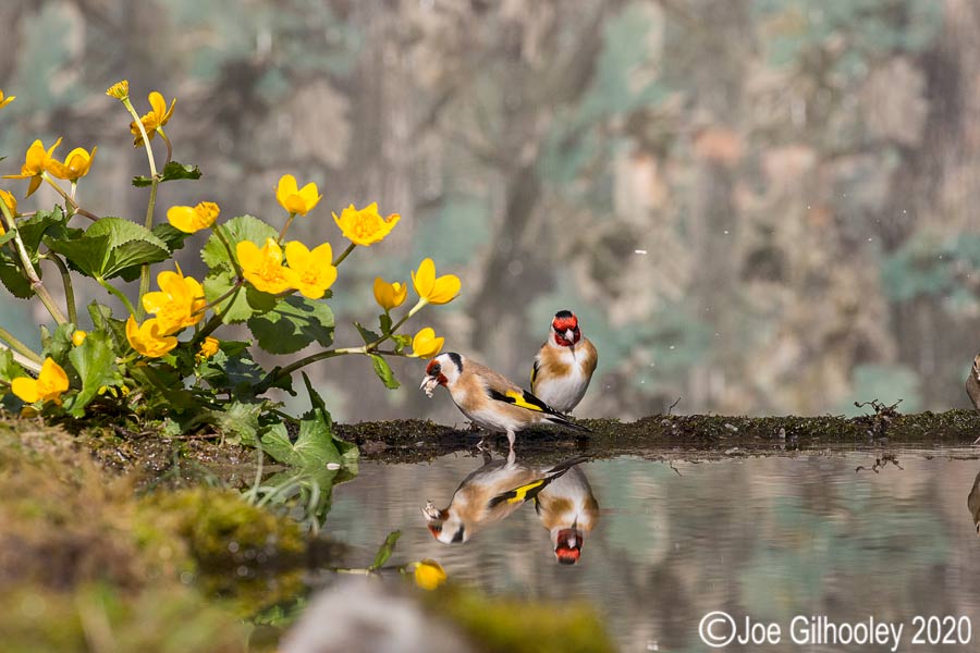 Goldfinches Reflections