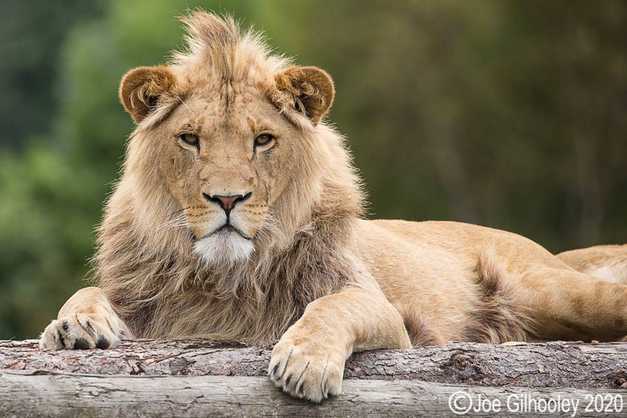 Lion, Safari Park