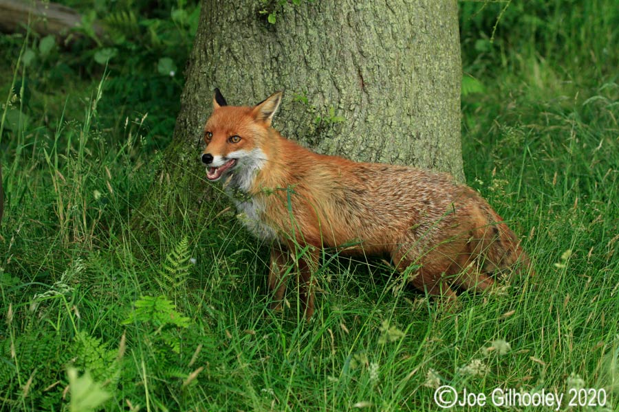 Vixen Fox