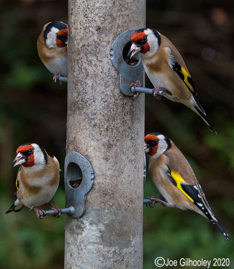 Four Goldfinches on feeder