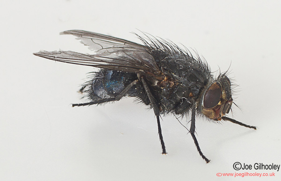 A Fly - taken close up with macro lens