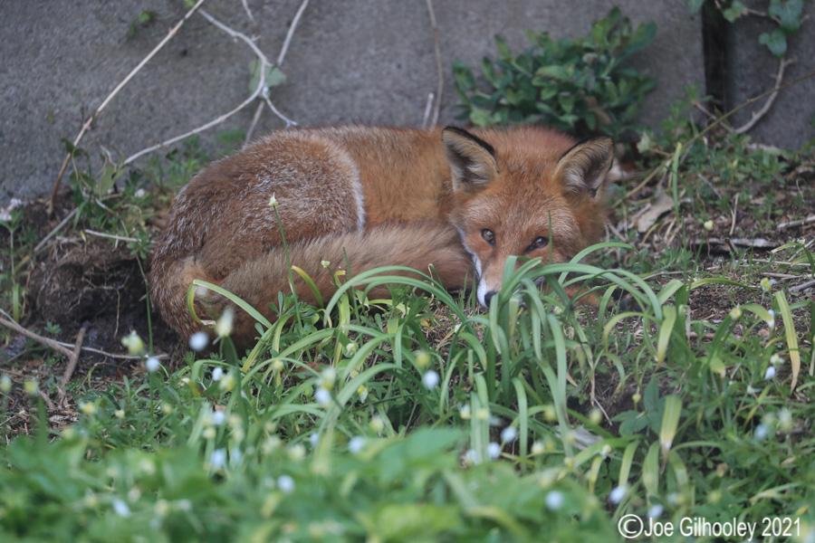 Fox in our Garden 