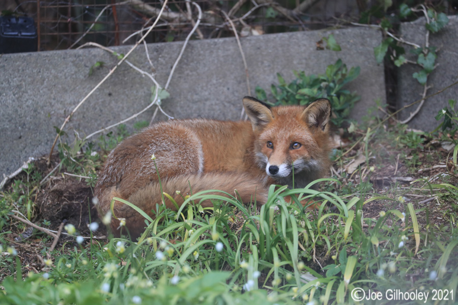 Fox in our Garden 