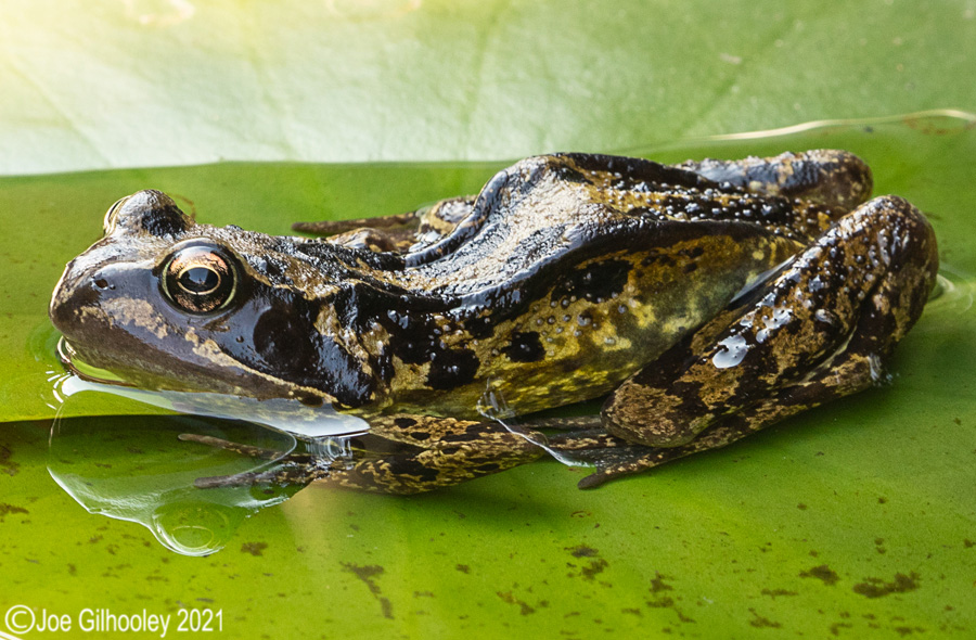 Frog in Garden Pond