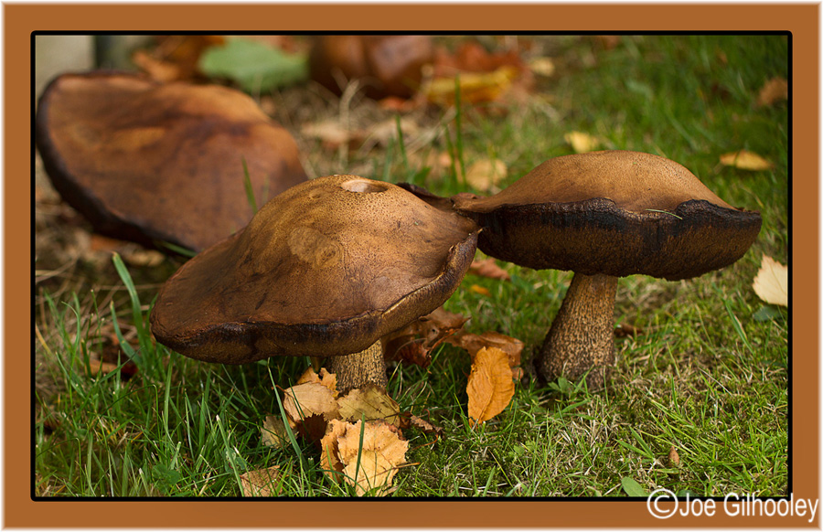 First attempt at photographing autumn fungi. No idea what it is.
