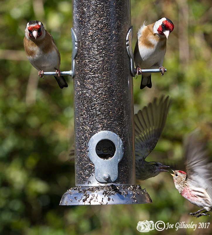 Goldfinches watch Siskin and Redpoll squabble
