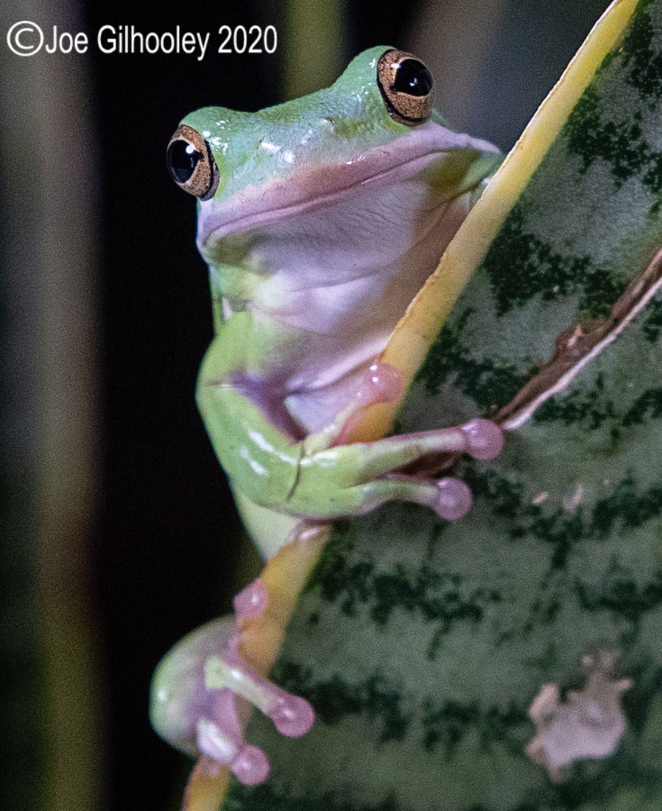Golden Eyed Frog